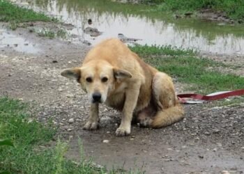 La SPCA de Montréal renforce sa lutte contre la cruauté animale et étend ses interventions à travers le Québec