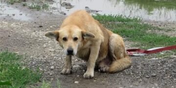 La SPCA de Montréal renforce sa lutte contre la cruauté animale et étend ses interventions à travers le Québec