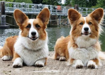 Le plus grand rassemblement de corgis revient à Montréal : deux événements gratuits à ne pas manquer!