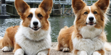 Le plus grand rassemblement de corgis revient à Montréal : deux événements gratuits à ne pas manquer!