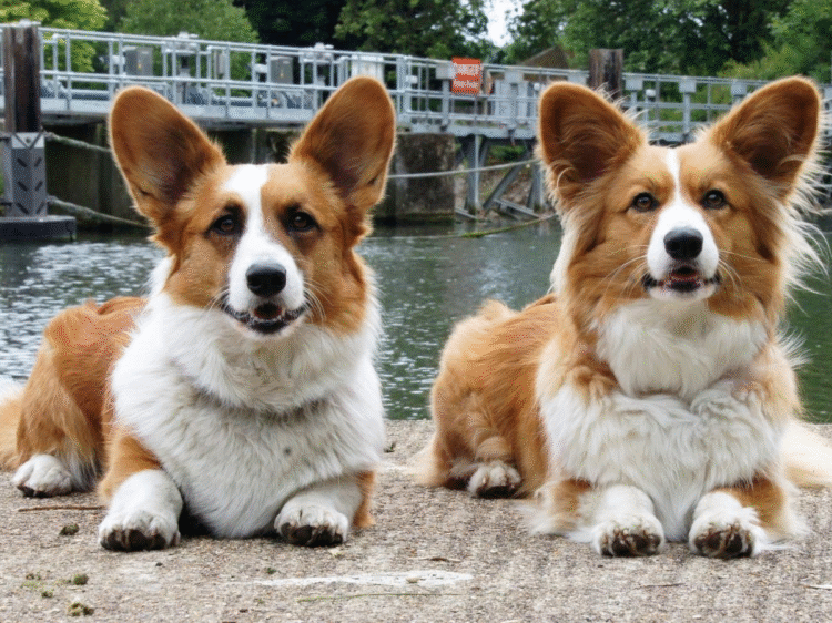 Le plus grand rassemblement de corgis revient à Montréal : deux événements gratuits à ne pas manquer!
