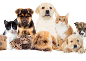 Vivre avec son animal à Montréal : règles, astuces et bonnes adresses