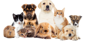 Vivre avec son animal à Montréal : règles, astuces et bonnes adresses