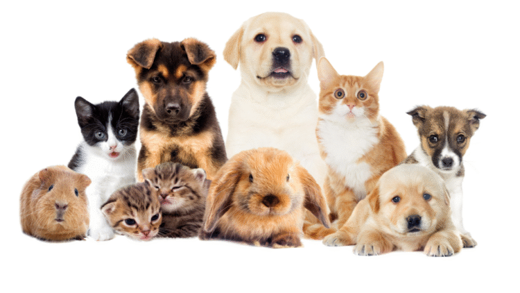 image - Quebecoscope - L'Actualité Montréalaise Vivre avec son animal à Montréal : règles, astuces et bonnes adresses