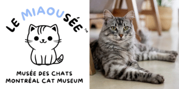 Le premier musée des chats au Canada ouvre ses portes à Montréal