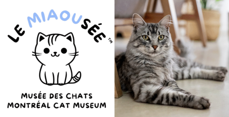 image - Quebecoscope - L'Actualité Montréalaise Le premier musée des chats au Canada ouvre ses portes à Montréal