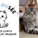 image - Quebecoscope - L'Actualité Montréalaise Le premier musée des chats au Canada ouvre ses portes à Montréal