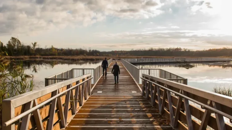 le-parc-nature-du-bois-de-lile-bizard - Quebecoscope - L'Actualité Montréalaise Une passerelle de 500 m au Bois-de-l’Île-Bizard : une immersion dans les couleurs d’automne