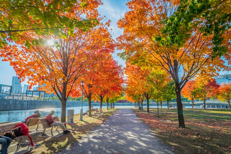 🍁🎡 Cet automne, le Vieux-Port de Montréal se transforme : manèges, Halloween revisité et délices gourmands au rendez-vous ! 👇 #VieuxPort #Montréal #Automne2025 #Halloween #SortiesMTL