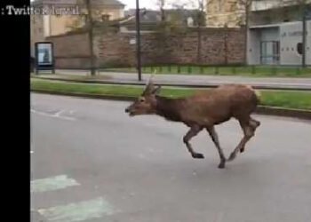 🦌 Un cerf spotted dans le Mile End ! Visite surprise et magique dans le quartier bohème. #Montréal #FauneUrbaine