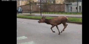 🦌 Un cerf spotted dans le Mile End ! Visite surprise et magique dans le quartier bohème. #Montréal #FauneUrbaine