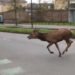 Un cerf en cavale dans le Mile End une visite surprenante dans le cœur de Montréal - Quebecoscope - L'Actualité Montréalaise 🦌 Un cerf spotted dans le Mile End ! Visite surprise et magique dans le quartier bohème. #Montréal #FauneUrbaine