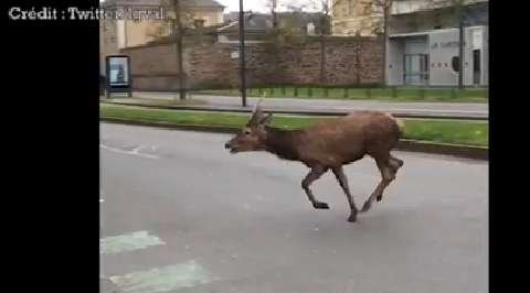 Un cerf en cavale dans le Mile End une visite surprenante dans le cœur de Montréal - Quebecoscope - L'Actualité Montréalaise 🦌 Un cerf spotted dans le Mile End ! Visite surprise et magique dans le quartier bohème. #Montréal #FauneUrbaine