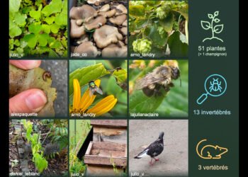🌿 L’UQAM se met au vert ! Étudiants et professeurs ont recensé plus de 120 espèces lors d’un bioblitz sur les campus du centre-ville. #UQAM #Biodiversité #ScienceCitoyenne #Montréal
