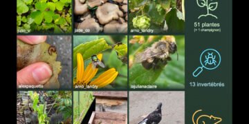 🌿 L’UQAM se met au vert ! Étudiants et professeurs ont recensé plus de 120 espèces lors d’un bioblitz sur les campus du centre-ville. #UQAM #Biodiversité #ScienceCitoyenne #Montréal