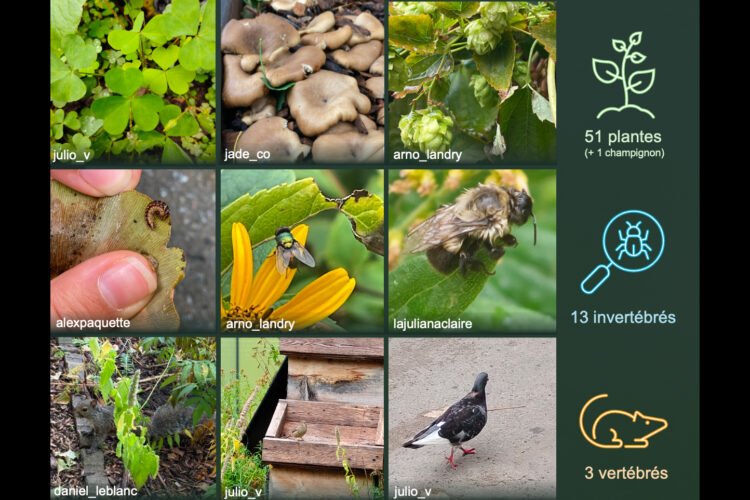 Bioblitz à lUQAM la communauté universitaire sengage pour la biodiversité urbaine - Quebecoscope - L'Actualité Montréalaise 🌿 L’UQAM se met au vert ! Étudiants et professeurs ont recensé plus de 120 espèces lors d’un bioblitz sur les campus du centre-ville. #UQAM #Biodiversité #ScienceCitoyenne #Montréal