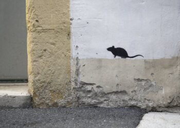 🐭 Chaque automne, Montréal fait face à des infestations de souris. Signes, risques et solutions pour prévenir et agir efficacement. #Montréal #Logement #Prévention