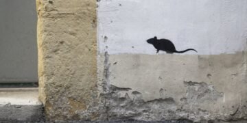 Souris à Montréal comment prévenir et agir face aux infestations automnales - Quebecoscope - L'Actualité Montréalaise 🐭 Chaque automne, Montréal fait face à des infestations de souris. Signes, risques et solutions pour prévenir et agir efficacement. #Montréal #Logement #Prévention