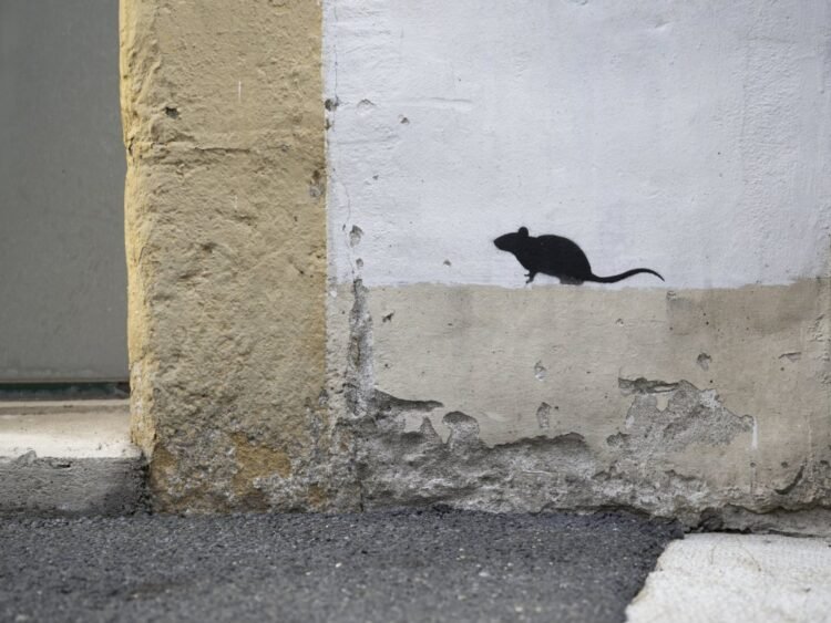 🐭 Chaque automne, Montréal fait face à des infestations de souris. Signes, risques et solutions pour prévenir et agir efficacement. #Montréal #Logement #Prévention