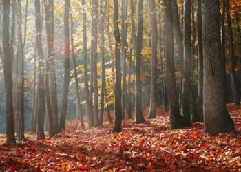 Activités Gratuites d&rsquo;Automne à Montréal : Guide Complet 2025