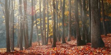 Activités Gratuites d’Automne à Montréal : Guide Complet 2025