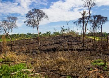 Destruction de milieux naturels à l’aéroport Montréal-Trudeau : ADM rejette la responsabilité